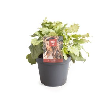 Heuchera INDIAN SUMMER GREEN