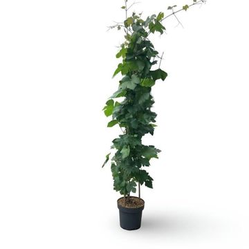 Vitis 'Boskoop Glory'