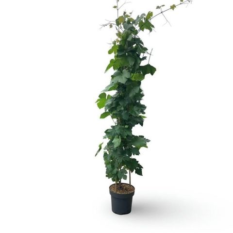 Vitis 'Boskoop Glory'