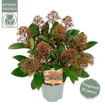 Skimmia japonica DELIGHT