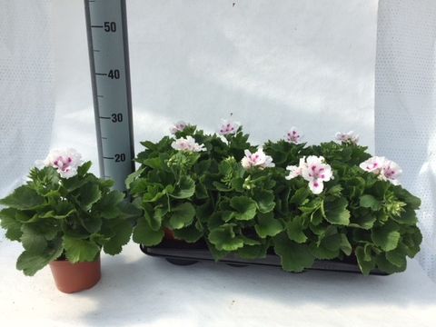 Pelargonium ELEGANCE ROYALTY WHITE