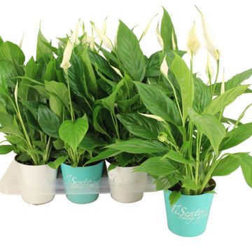 Spathiphyllum