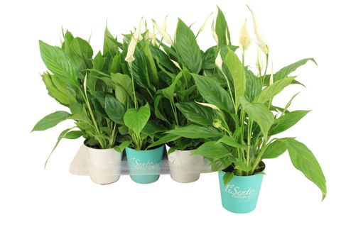 Spathiphyllum