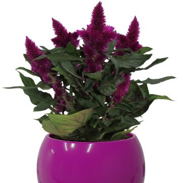 Celosia argentea INTENZ+