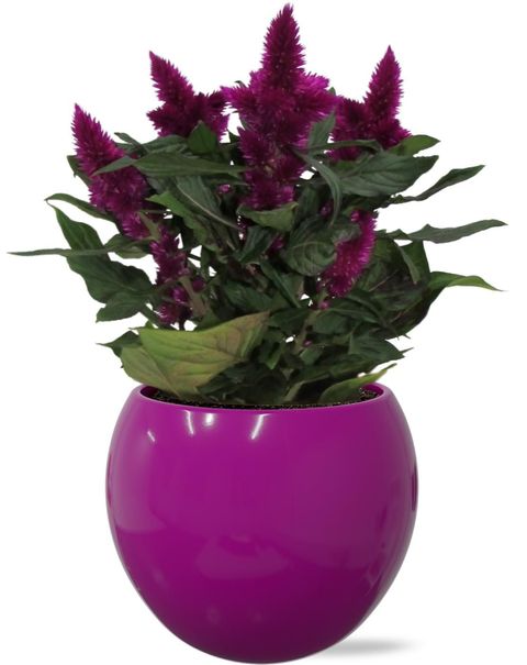 Celosia argentea INTENZ+