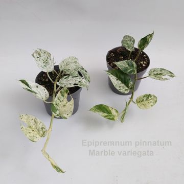 Epipremnum pinnatum 'Marble Variegata'