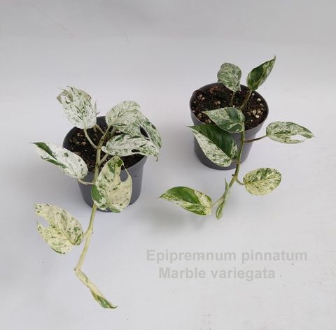 Epipremnum pinnatum 'Marble Variegata'