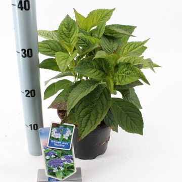 Hydrangea serrata 'Bluebird'