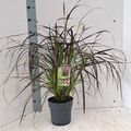 Pennisetum advena 'Rubrum'