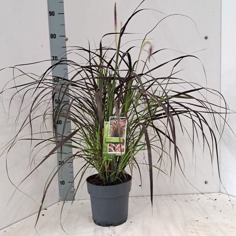 Pennisetum advena 'Rubrum'