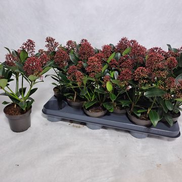 Skimmia japonica 'Rubella'
