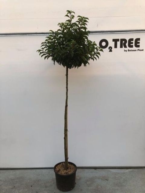 Prunus lusitanica 'Brenelia'