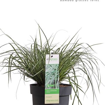 Carex oshimensis EVERCOLOR EVEREST