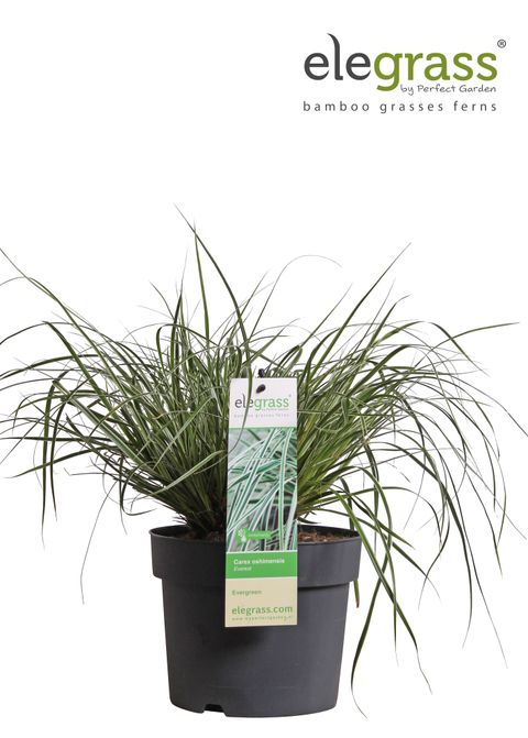 Carex oshimensis EVERCOLOR EVEREST