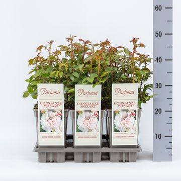 Роза CONSTANZE MOZART