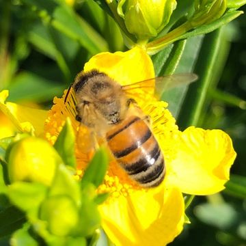 Hypericum kalmianum SUNNY BOULEVARD