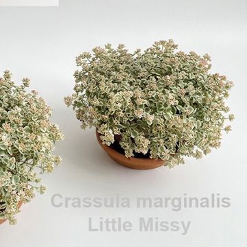 Crassula marginalis 'Little Missy'