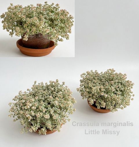 Crassula marginalis 'Little Missy'
