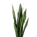 Sansevieria zeylanica
