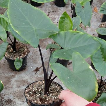 Alocasia macrorrhizos 'Black Stem'