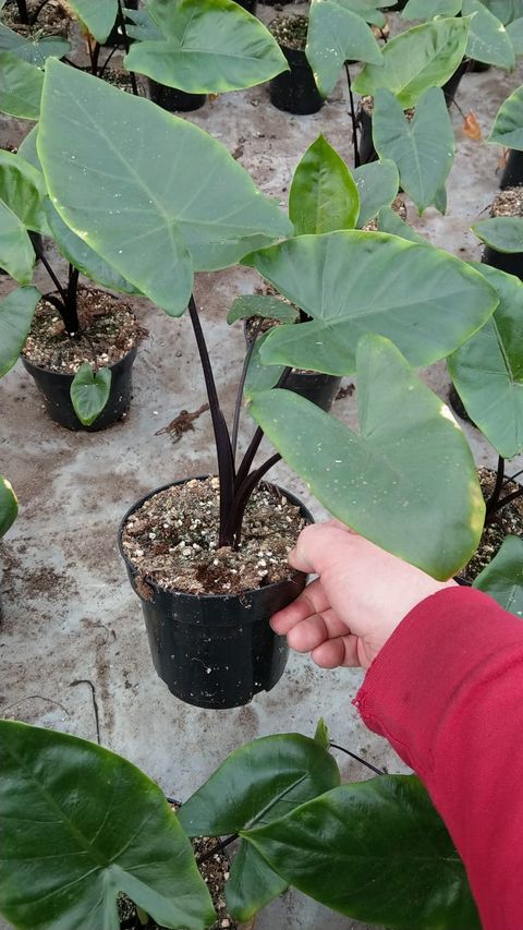 Alocasia macrorrhizos 'Black Stem'