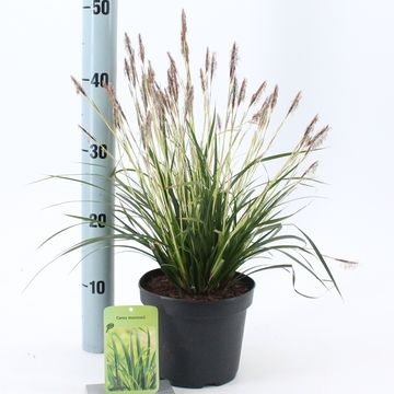 Carex morrowii