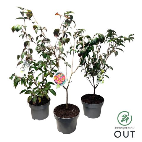 Cornus kousa MIX