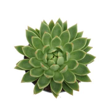 Echeveria agavoides