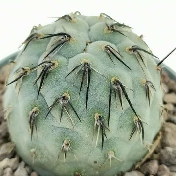 Tephrocactus geometricus 'Diablo'