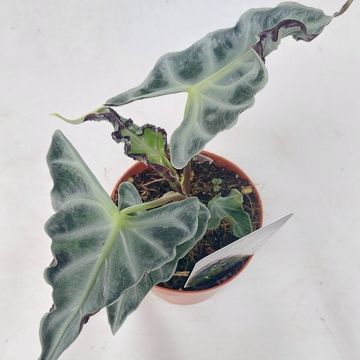 Alocasia 'Loco'