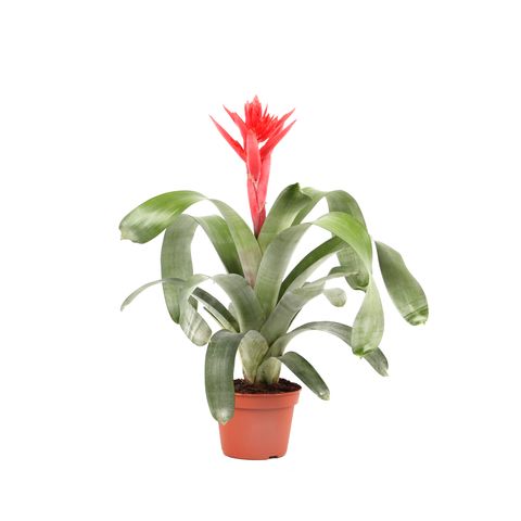 Aechmea 'Могикан'