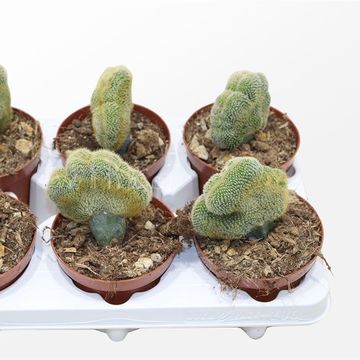 Weberbauerocereus johnsonii cristata
