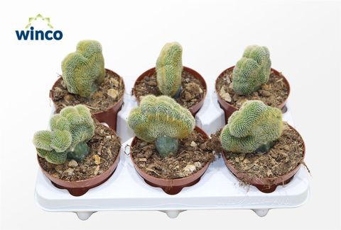 Weberbauerocereus johnsonii cristata