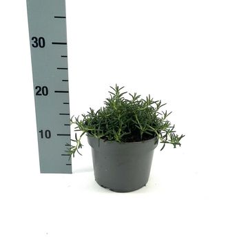 Rosmarinus officinalis 'Prostratus'