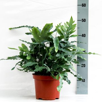 Phlebodium aureum 'Blue Star'