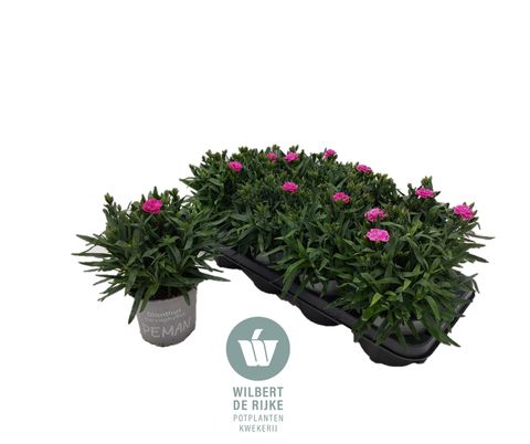 Dianthus caryophyllus 'Peman'