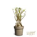 Adenium arabicum