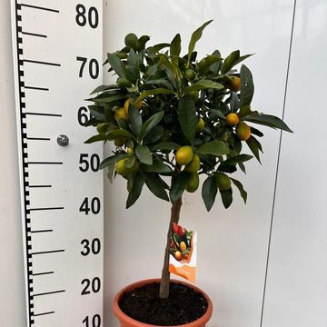 Citrus japonica 'Margarita'