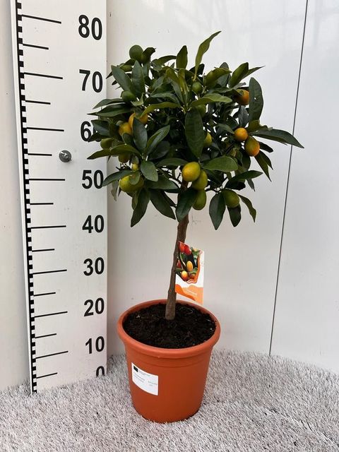 Citrus japonica 'Margarita'