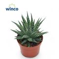 Haworthia margaritifera