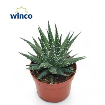 Haworthia margaritifera