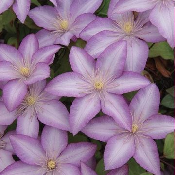 Clematis МОРНИНГ СТАР (EL)