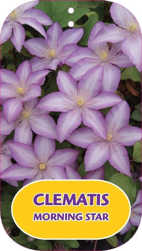 Clematis MORNING STAR (EL)