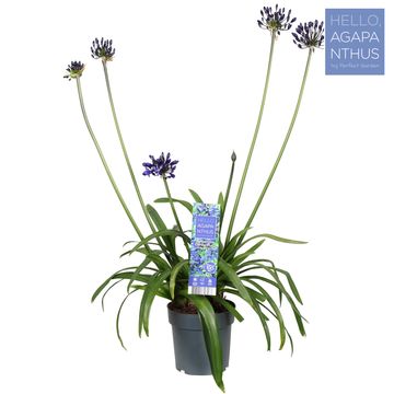 Agapanthus EVERPANTHUS MIDNIGHT SKY