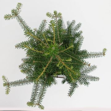 Abies koreana
