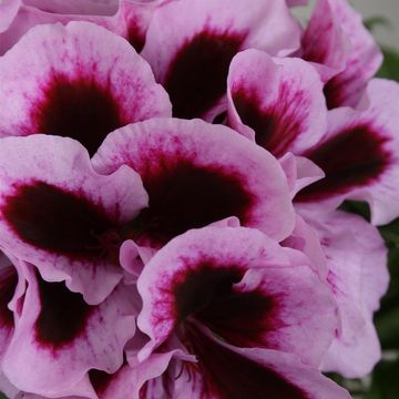 Pelargonium PATRICIA
