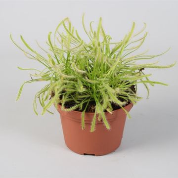 Drosera MIX