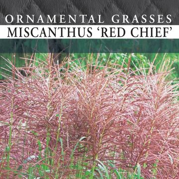 Miscanthus sinensis 'Red Chief'