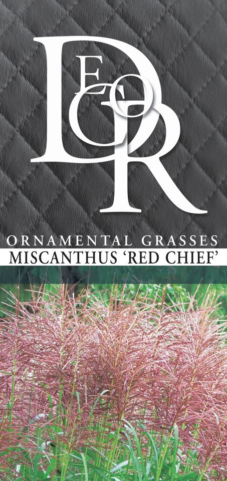 Miscanthus sinensis 'Red Chief'