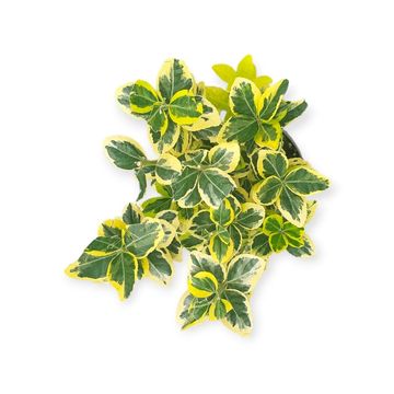 Euonymus japonicus MARIEKE